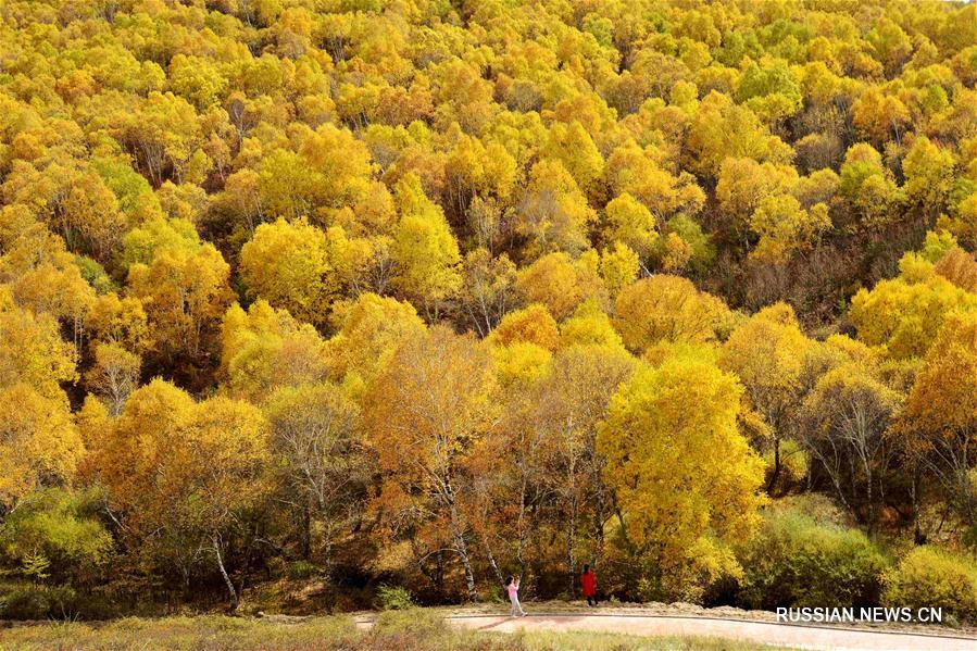 Осенний березовый лес во Внутренней Монголии