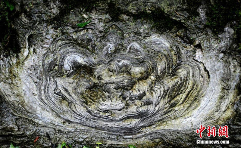 Природное чудо: "каменный цветок" обнаружен в Чунцине
