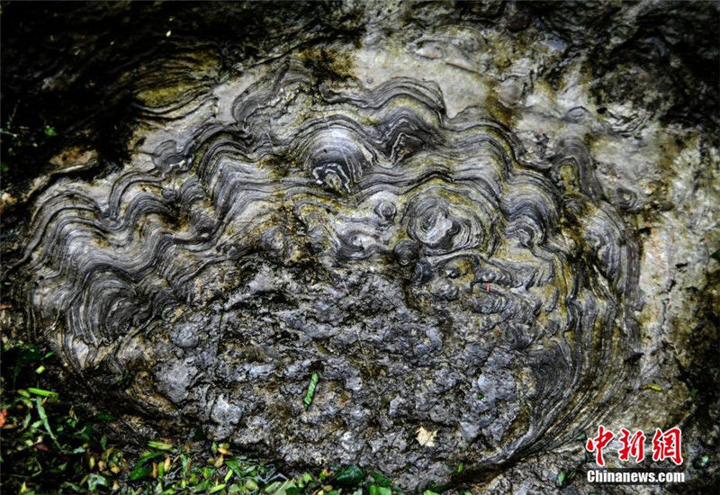 Природное чудо: "каменный цветок" обнаружен в Чунцине