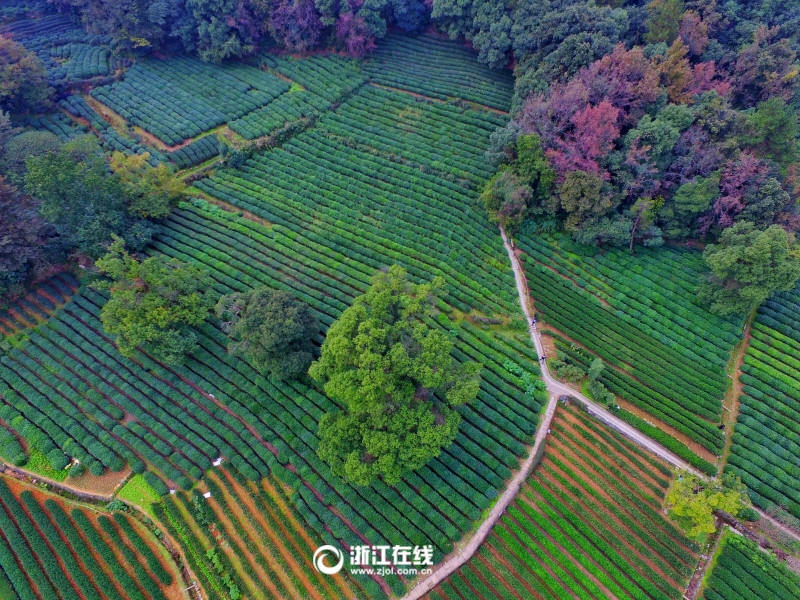 13 ноября, чайное поле в живописном районе храма Лининьсы города Ханчжоу с высоты птичьего полета. 