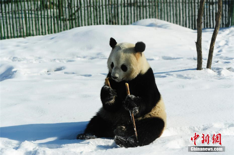 Панды играют в снегу в самом северном вольере Китая