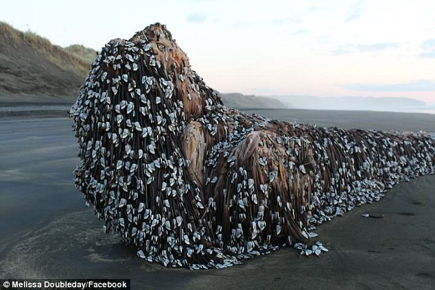 На берегу Новой Зеландии обнаруженный необычный объект