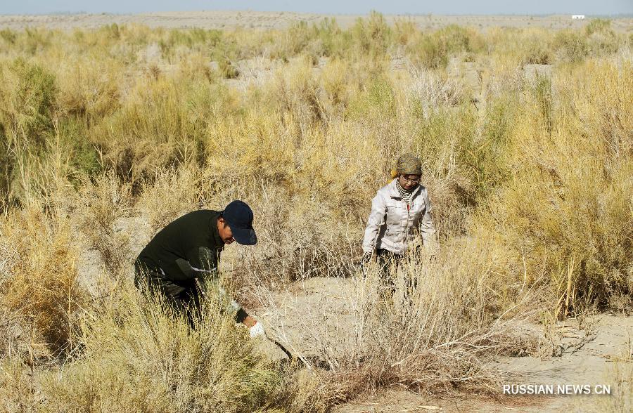 Китайские ботаники раскрыли секрет удивительной засухоустойчивости саксаула зайсанского