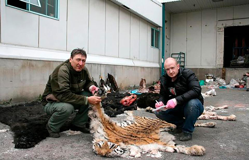 Охотник заплатит беспрецедентный штраф за убийство тигров