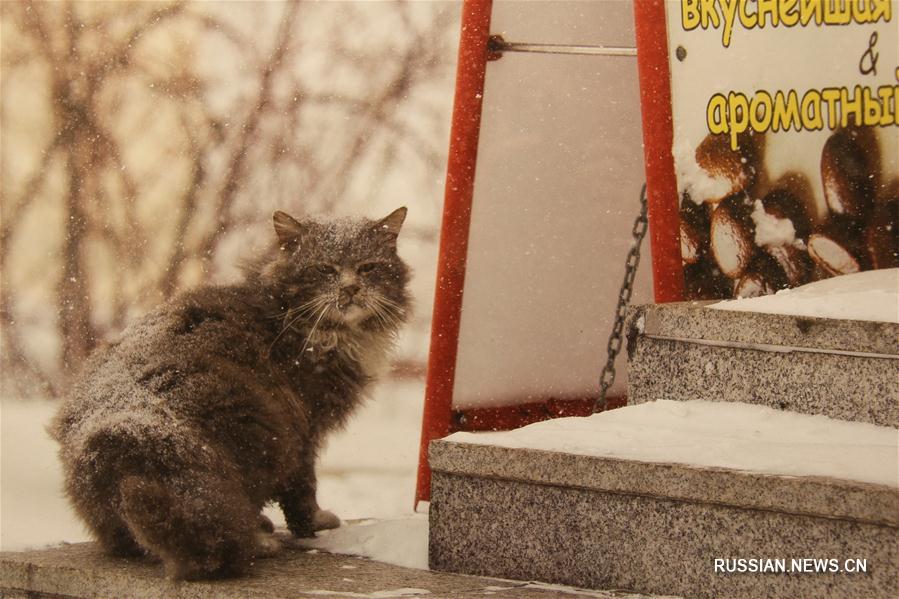 Фотовыставка "Город зимой" во Владивостоке