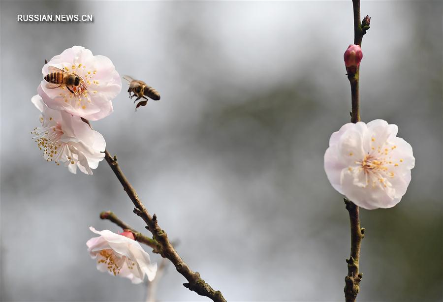 Весенние цветы в Чунцине