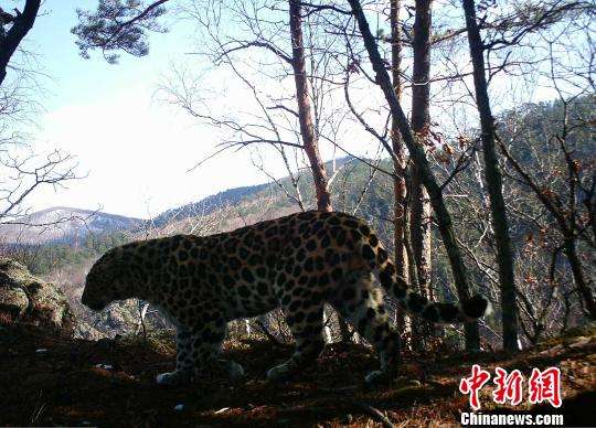 Отъевшийся дальневосточный леопард стал звездой китайского интернета