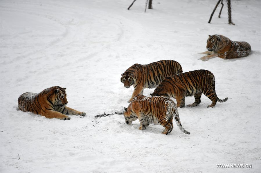Амурские тигры в Харбине охотились на беспилотник