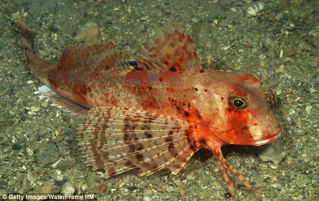В Тихом океане рыбаки обнаружили удивительные формы жизни