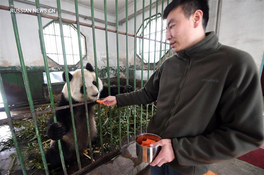 "Дедушку-панду" с северо-запада Китая скоро направят на лечение в провинцию Сычуань