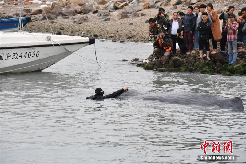 Мертвого кашалота вытащили из воды в порту Хуэйчжоу