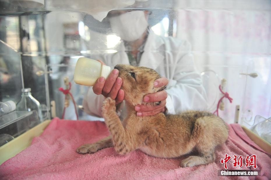 В Юньнаньском зоопарке родился львенок