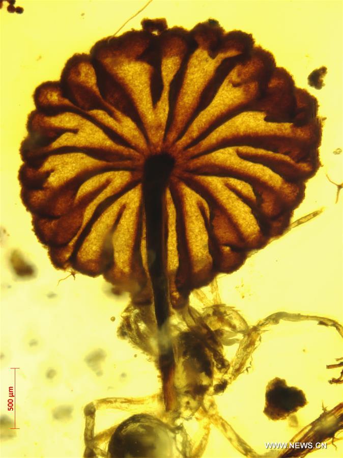 Ученые обнаружили самые древние ископаемые грибы