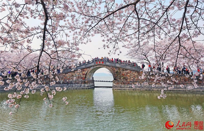 Одно из «трех лучших мест в мире для любования сакурой» в Юаньтоучжу города Уси провинции Цзянсу. Лучшее время для туризма - в марте и апреле.