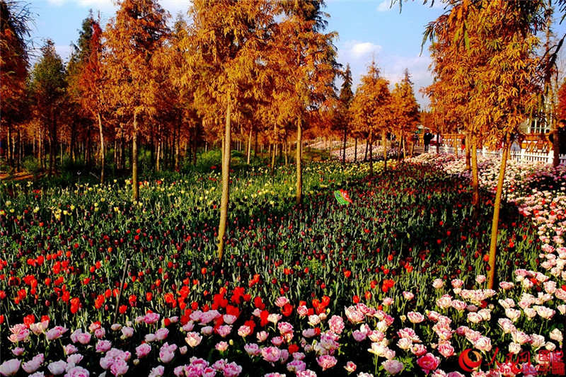 В одном куньминьском саду в марте и апреле расцветают тюльпаны из Голландии.