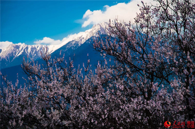 В тибетском городе Линьчжи в марте и апреле распускаются цветы персика.