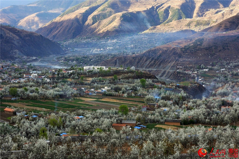В марте можно полюбоваться цветами грушевого дерева в Нгава-Тибетско-Цянском автономном округе.