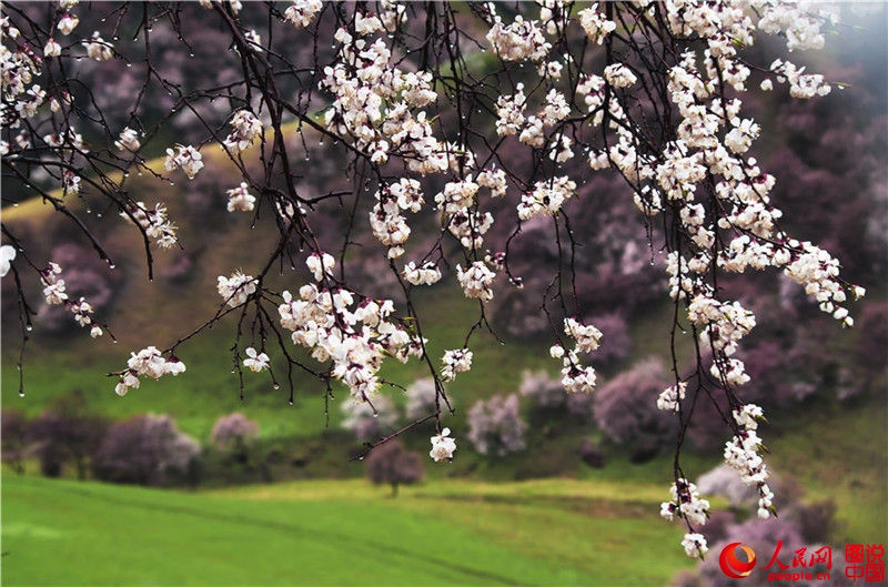 В апреле поедем в Синьцзян полюбоваться на цветы абрикоса.