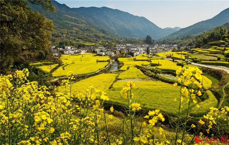 «Самая красивая деревня Китая» находится в уезде Цзыюань провинции Цзянси. В марте здесь расцветает поле цветов рапса площадью в тысячу му, цветы заполняют горы и долины.