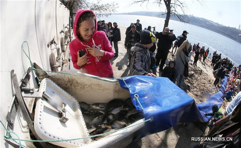 В Днепр выпустили пять тонн рыбы