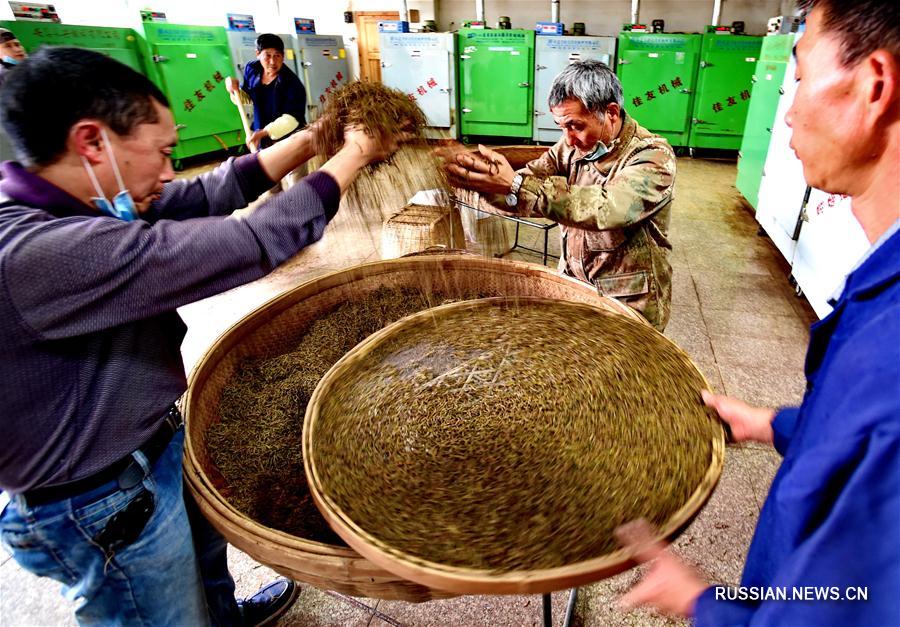 Секреты производства красного чая "Цзиньцзюньмэй"