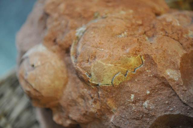 В провинции Гуандун обнаружены пять окаменелых яиц динозавра