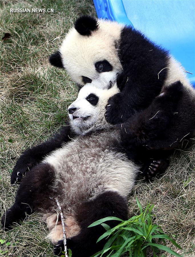 Панды-близнецы из Шанхая получили имена