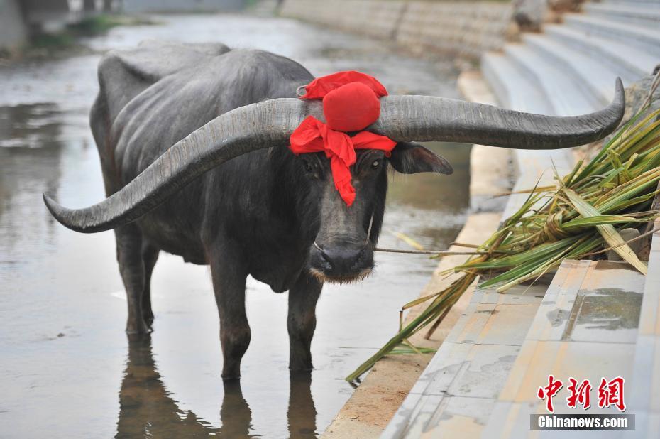 Бык с невероятно большими рогами обнаружен в провинции Юньнань