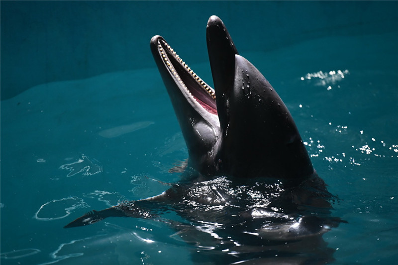 Два дельфина афалина "поселились" в Харбине