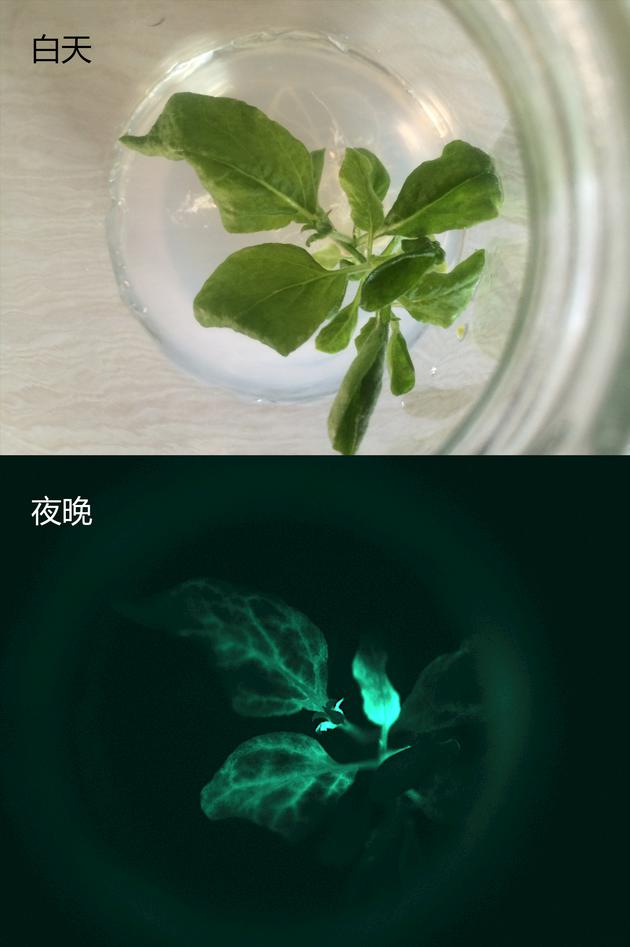 В Китае вырастили первое светящееся растение