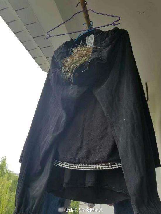Птица свила гнездо в брюках, которые китайский студент оставил сушиться на балконе