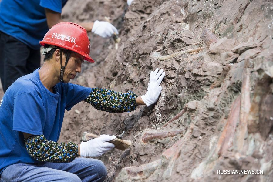 На юго-западе Китая обнаружено масштабное скопление окаменелых останков динозавров