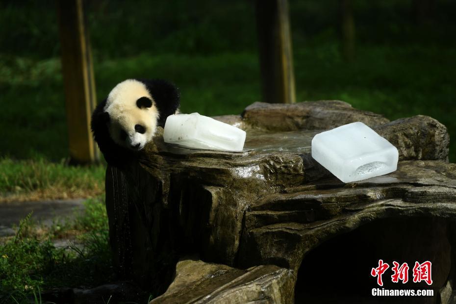В зоопарке Чунцина пандам принесли лед для спасения от жары