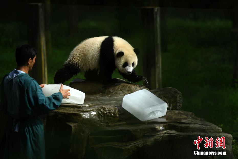 В зоопарке Чунцина пандам принесли лед для спасения от жары