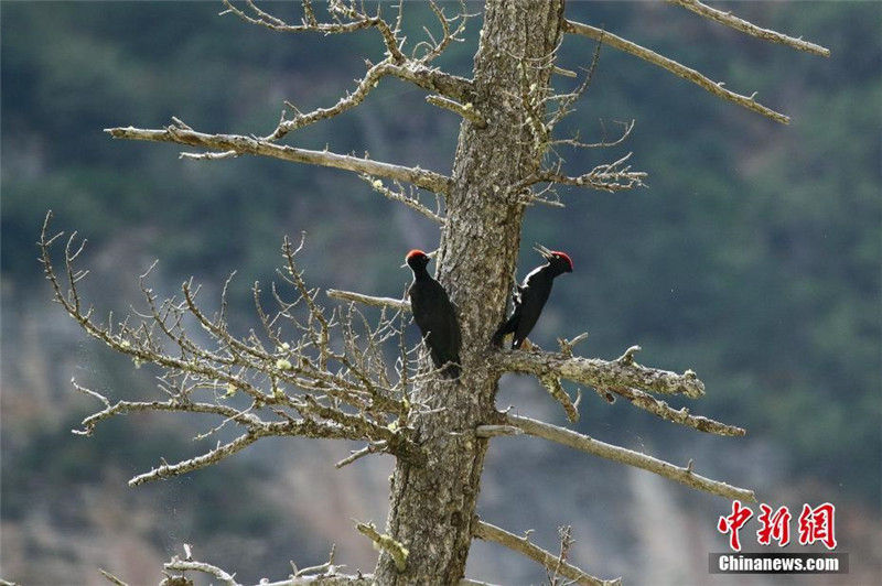 Нанцзяньский международный фестиваль наблюдения за природой закрылся в Китае