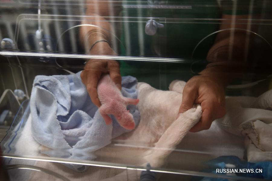 Во Франции умер один из двух новорожденных детенышей панды