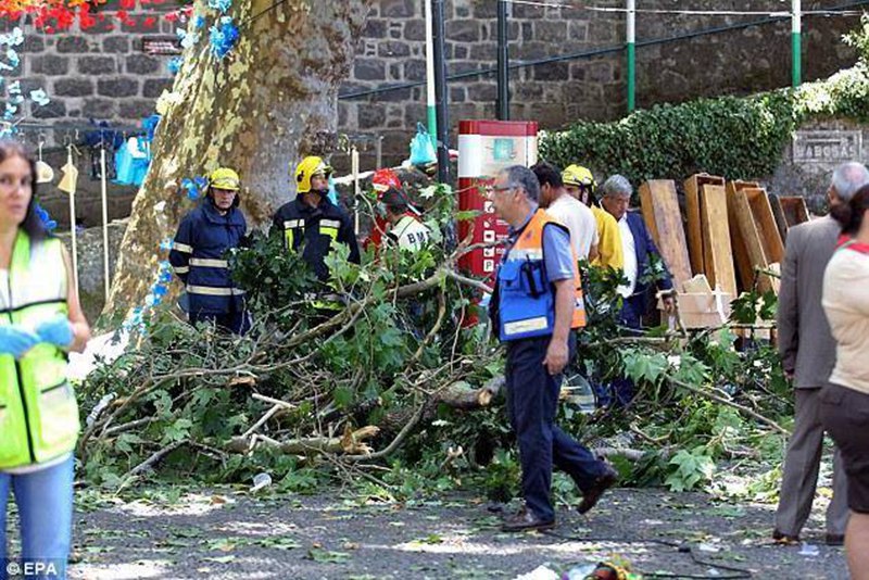 В Португалии 12 человек погибли в результате падения большого дерева