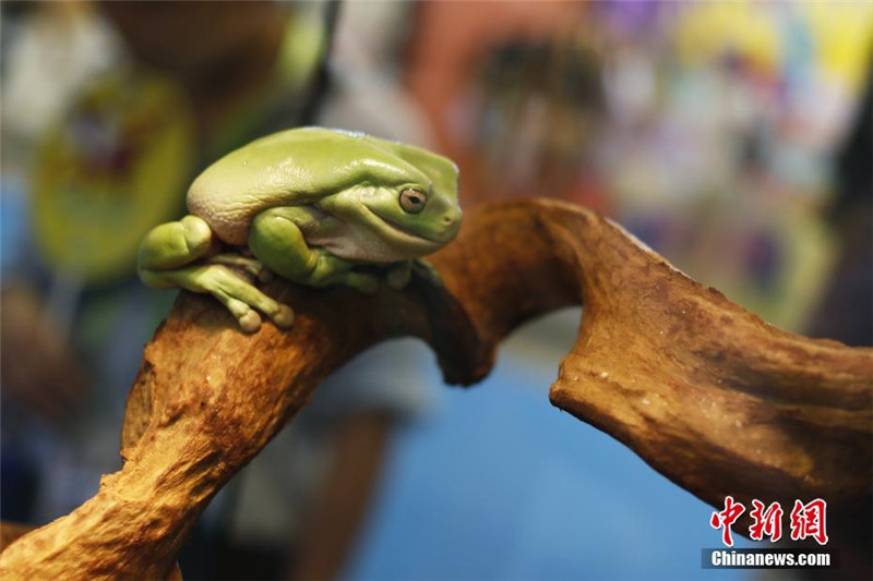 На Шанхайской выставке домашних животных появились рептилии