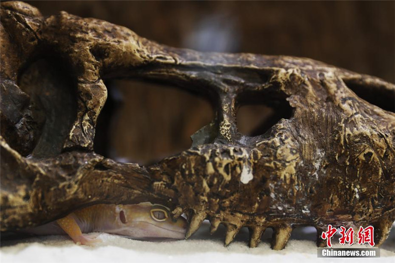 На Шанхайской выставке домашних животных появились рептилии