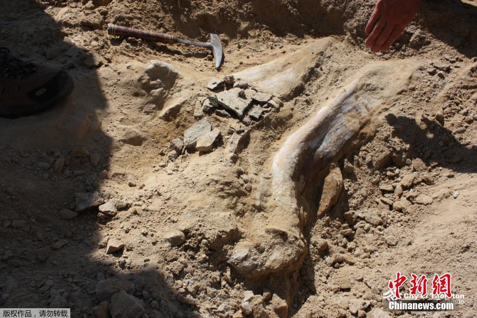 В Колорадо нашли останки трицератопса, который жил 66 млн лет назад
