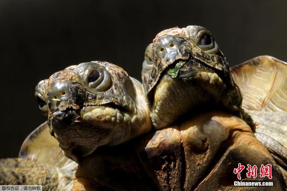 Двуглавой черепахе исполнилось 20 лет