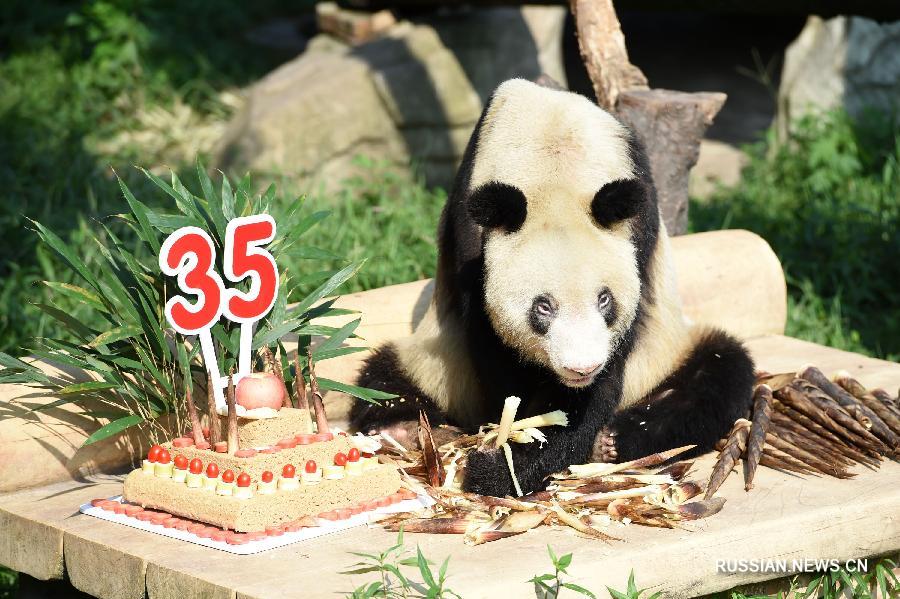 "Панда-бабушка" отпраздновала 35-й день рождения