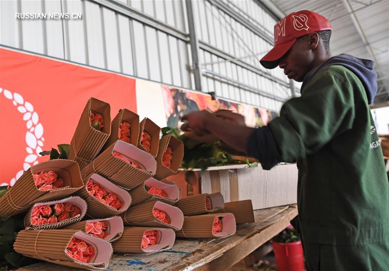 Кенийские розы завоевывают китайский рынок