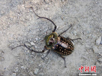 Cheirotonus gestroi появился в провинции Сычуань