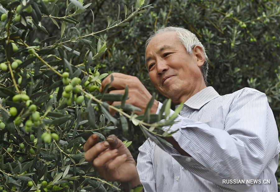 Оливки -- новый путь к благосостоянию для фермеров из Ганьсу