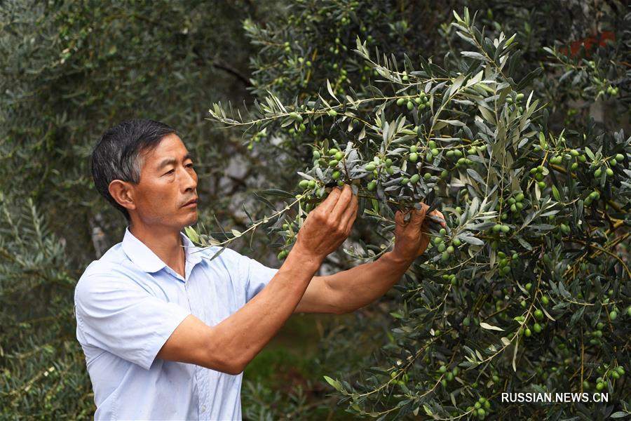 Оливки -- новый путь к благосостоянию для фермеров из Ганьсу