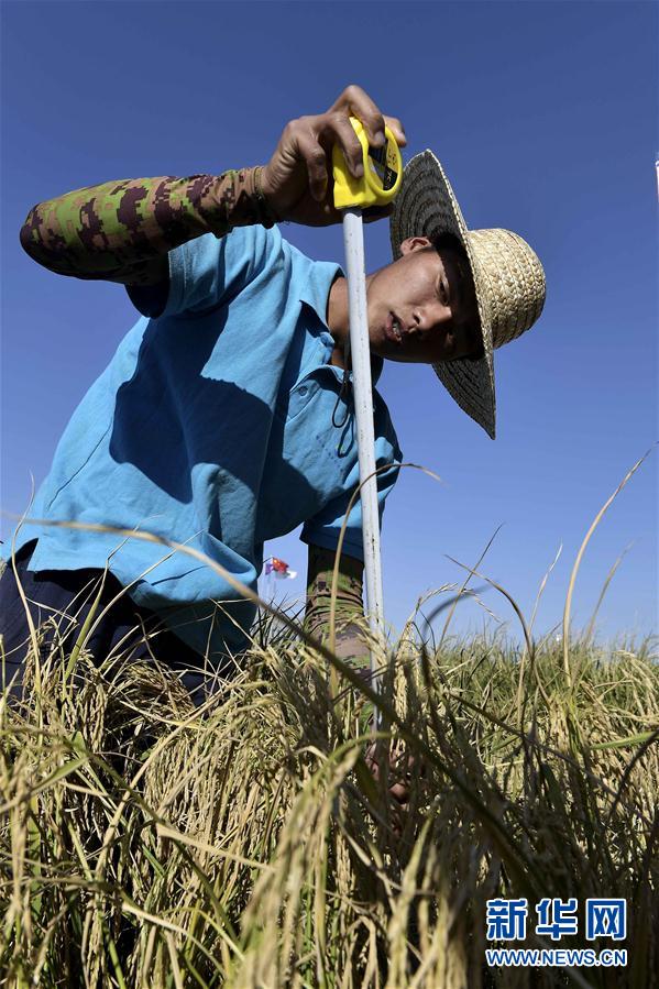 Китай получил высокий урожай солеустойчивого морского риса