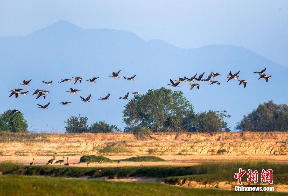 Птицы прилетели на самое большое пресное озеро Китая на зимовку