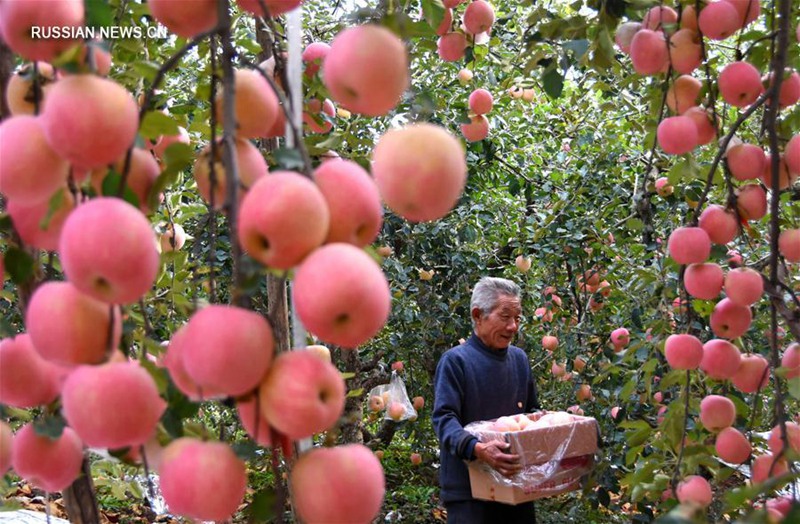 Крестьяне китайской провинции Шаньдун собирают яблоки