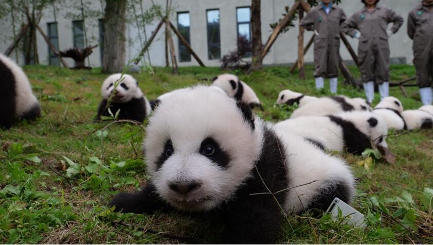 На фото: Панды позируют для группового фото (2). Источник: Китайский центр по охране и исследованию больших панд.